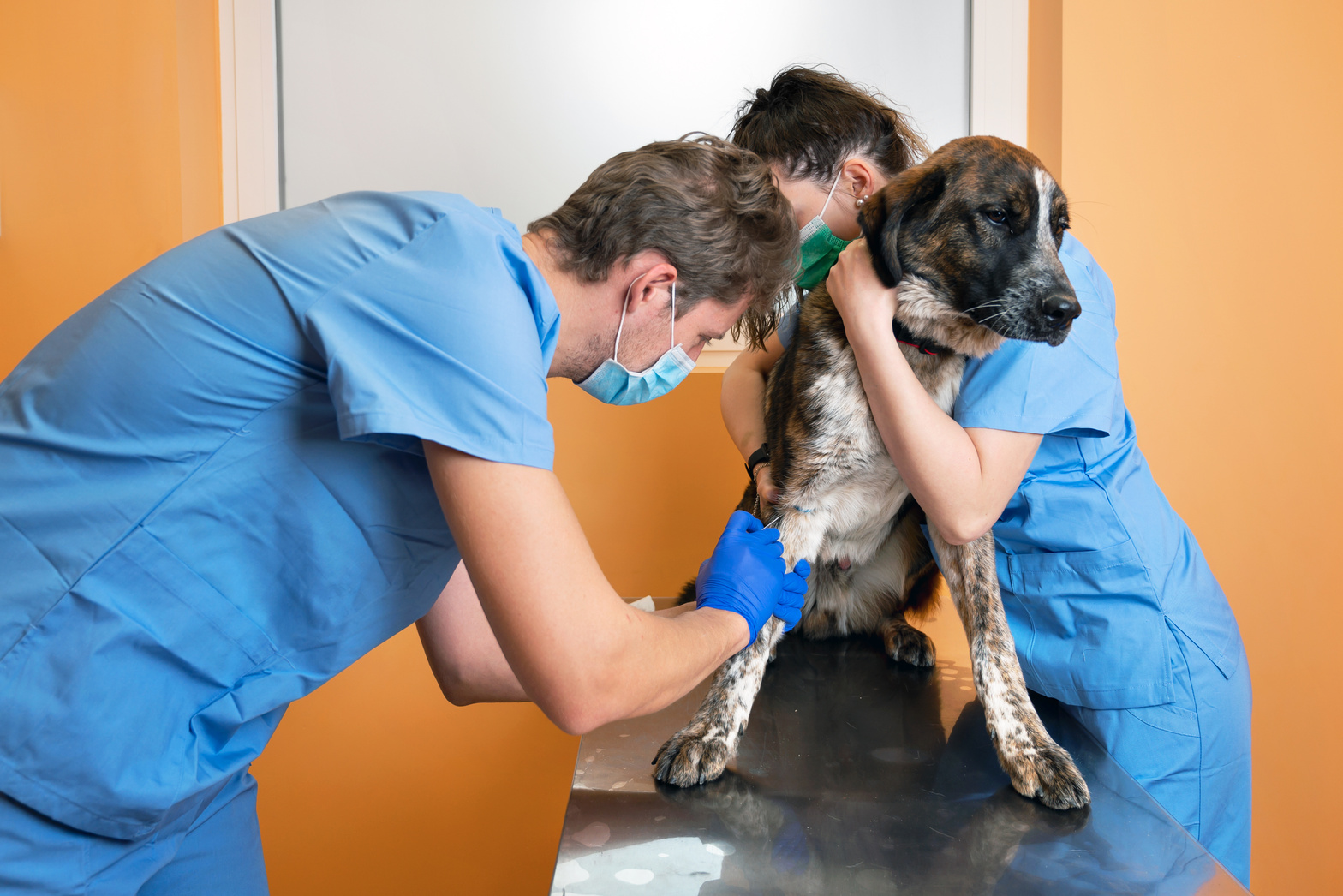 Veterinary Team Bandaging a Paw at Veterinary Clinic